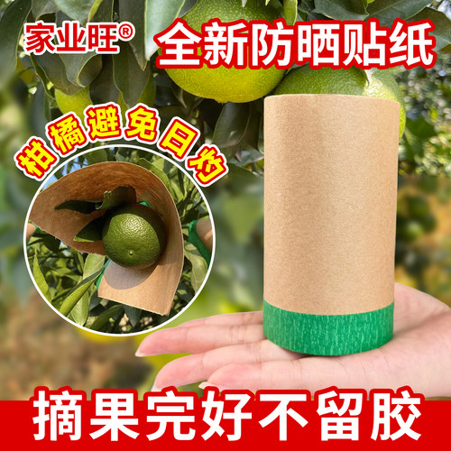 柑橘防晒贴纸太阳果贴纸果树脐橙