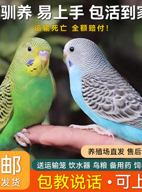 鹦鹉活鸟虎皮鹦鹉一公一母