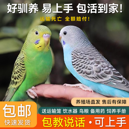 鹦鹉活鸟活物虎皮鹦鹉会学说话的鸟类宠物鸟云斑小型家养小鸟活体