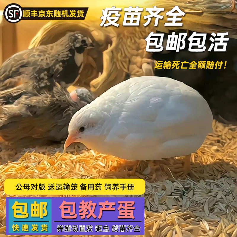 蘆丁雞幼鳥苗蘆丁雞苗幼鳥