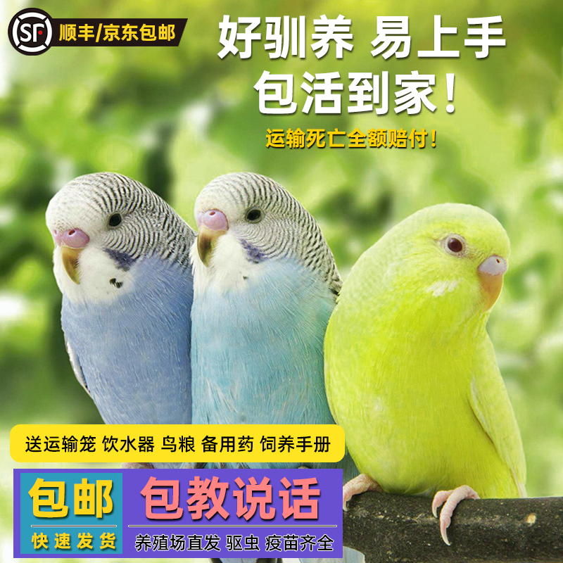 鹦鹉活鸟活物家养宠物小鸟云斑鹦鹉中小型会说话手养虎皮鹦鹉包活