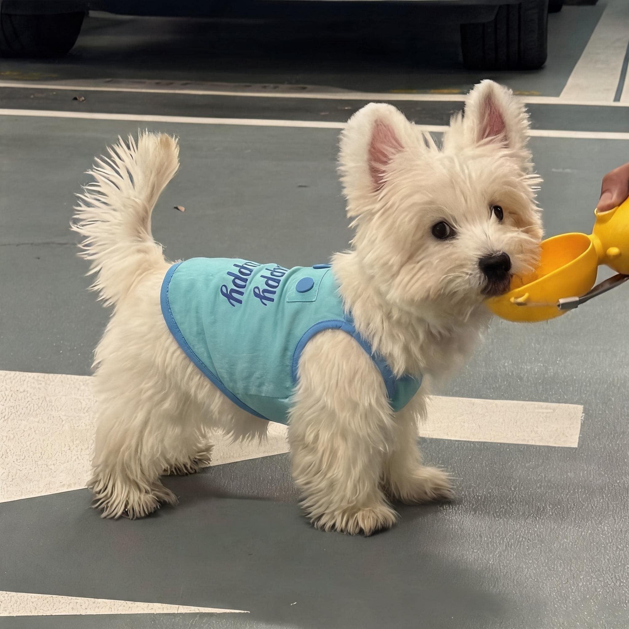 小狗衣服狗狗凉凉衣夏天比熊