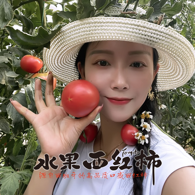 正宗沙瓤西红柿新鲜沙瓤自然熟