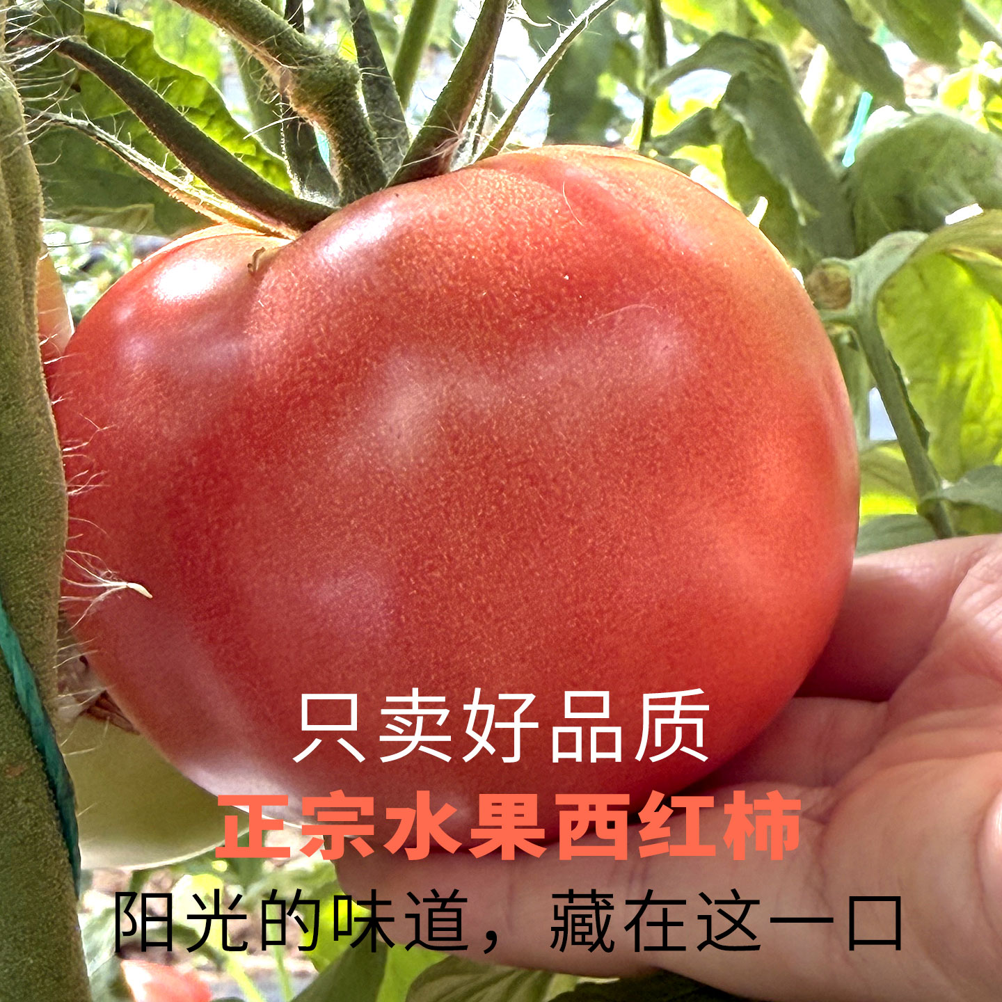 【布尼奥尔】水果西红柿新鲜采摘酸甜多汁沙瓤口感番茄精选品质