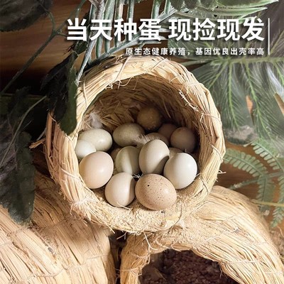 宠物芦丁鸡受精蛋可孵化网红迷你鸡蛋纯白礼服德系U卢丁鸡蛋受精