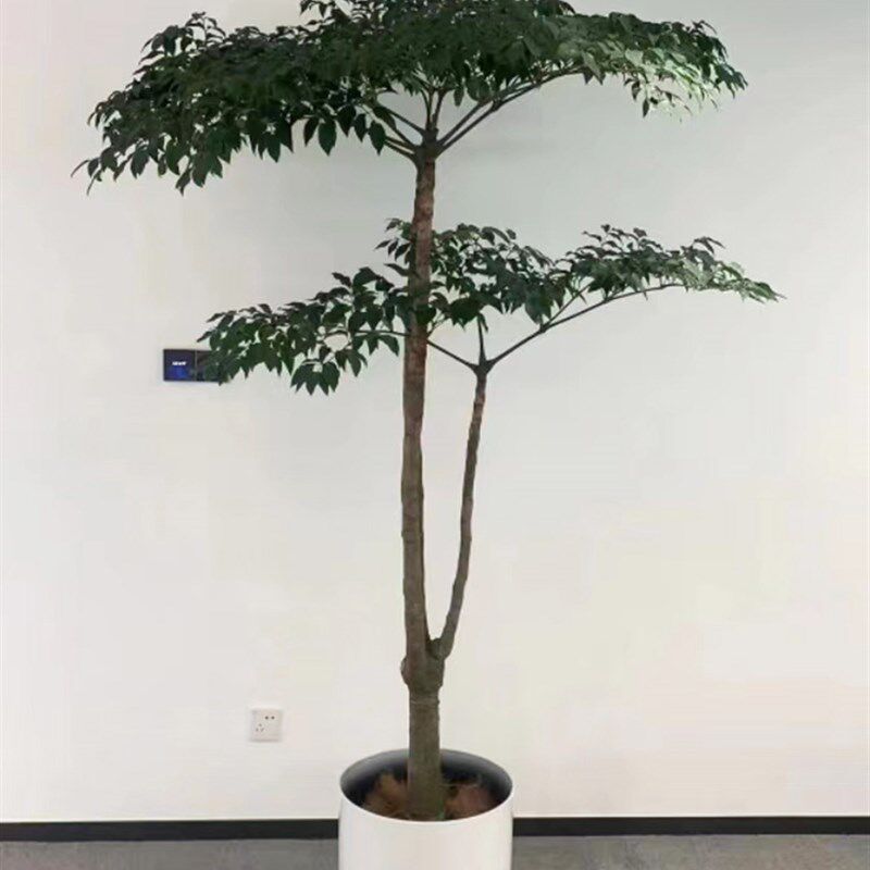 幌伞枫原生老桩大幸福树大型盆栽室内盆景阳台客厅绿W植办公室植