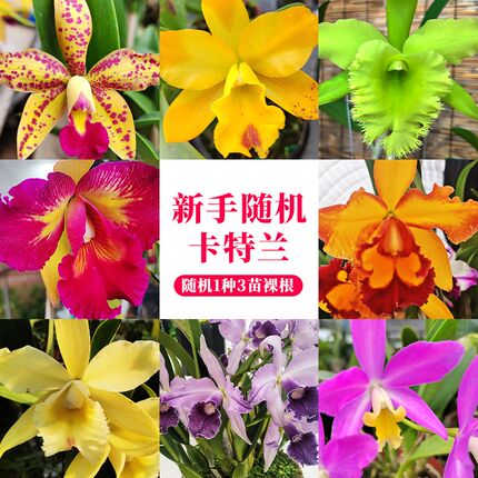 精品东南亚优质卡特兰兰s花苗盆栽室内外办公室阳台桌面花卉绿植