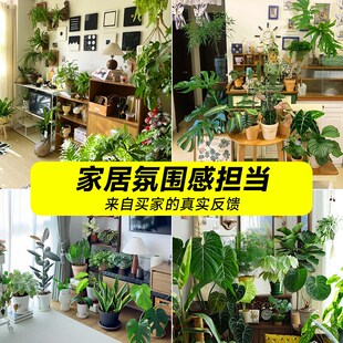 室内耐阴好养易活的植物不u喜光适合懒人养的客厅桌面盆栽绿植花