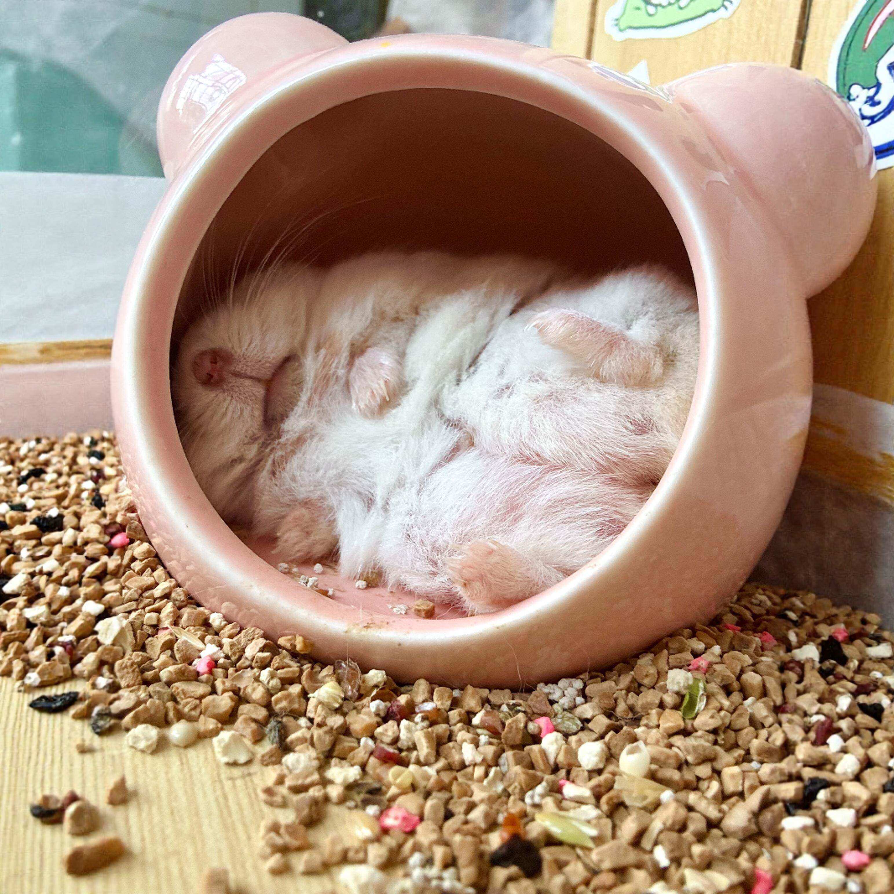 仓鼠躲避屋陶瓷窝冰屋小房子金丝熊蜜袋鼯专用睡窝降温夏天空调房
