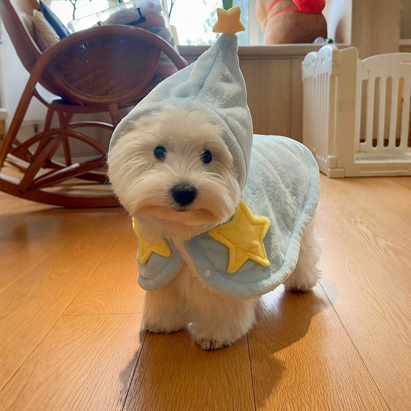 baby蓝狗狗衣服小型犬泰迪西高地