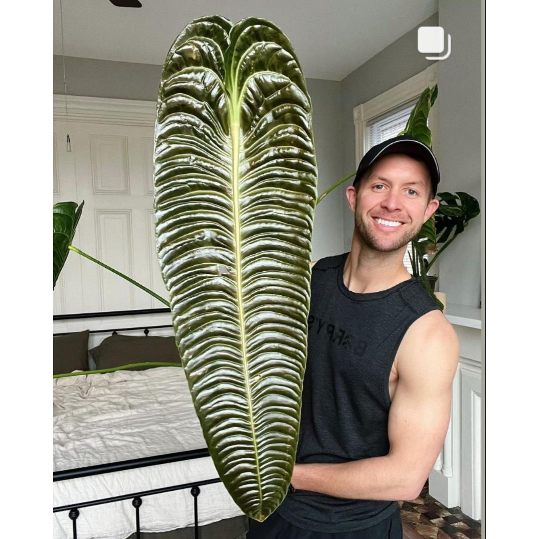 极密火鹤王火鹤后花烛飞机Anthurium veitchii 进口花烛观叶热植