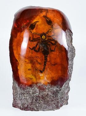 大号人造琥珀蝎子标本树脂工艺品 真昆虫动物原石化石虫珀摆件