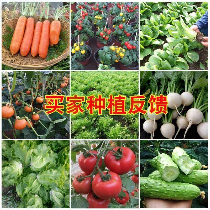 73种开春春蔬菜季子茄园艺用品套餐丝瓜黄瓜种辣椒豆角蔬玉米子农