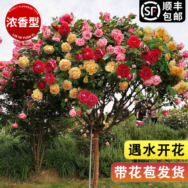 树桩月季花苗特大花庭院植物嫁接四季树状棒棒糖月季树苗盆栽花卉