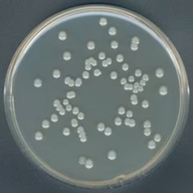 88588-500G-F密理博平板计数琼脂按Buchbinder等人方法Millipore,模玩/动漫/周边/娃圈三坑/桌游,文化/体育周边,淘宝优惠券,粉丝福利购,淘宝优惠卷