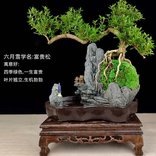 流水老树桩六月雪盆景植物室内福建D茶盆栽罗汉松绿植山水假山造