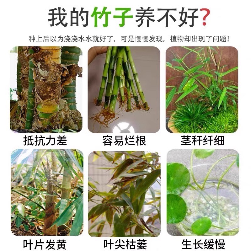 小叶簕竹病虫害专用药p烂根黄叶锈病黑斑病蓟马红蜘蛛专用肥营养