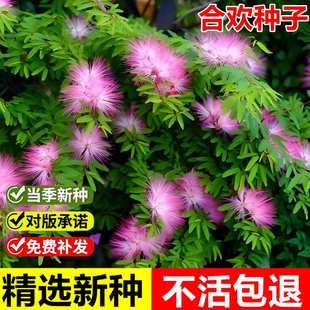 当年新采合欢花种子红花合欢金合欢绒花树多年生观赏落叶乔木种籽