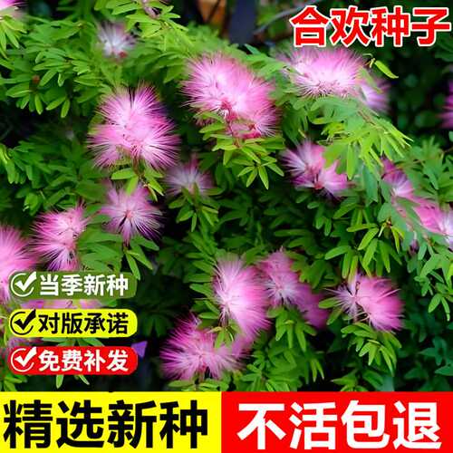 当年新采合欢花种子红花合欢金合欢绒花树多年生观赏落叶乔木种籽