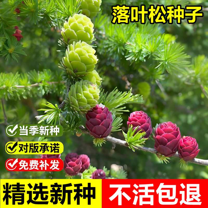 当年新采落叶松种子兴安落叶松达乌里落叶松造林景观落叶乔木树籽