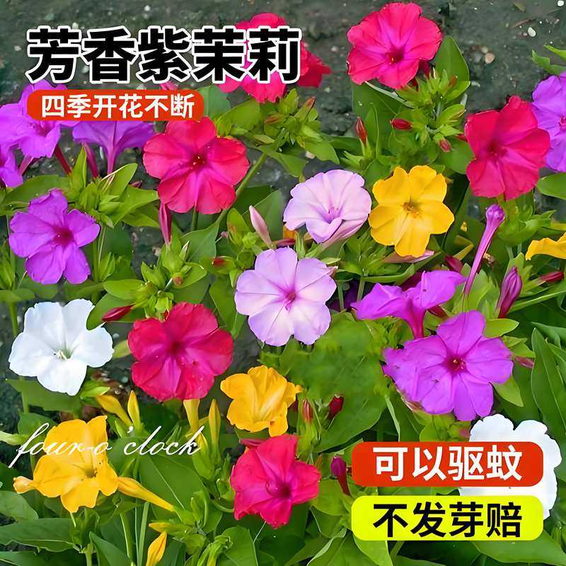 紫茉莉花种子地雷花夜来香室外花园庭院阳台盆栽四季易种花卉种籽