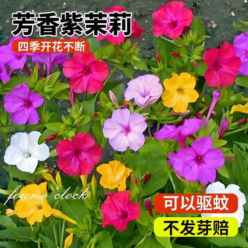 紫茉莉花种子地雷花夜来香室外花园庭院阳台盆栽四季易种花卉种籽