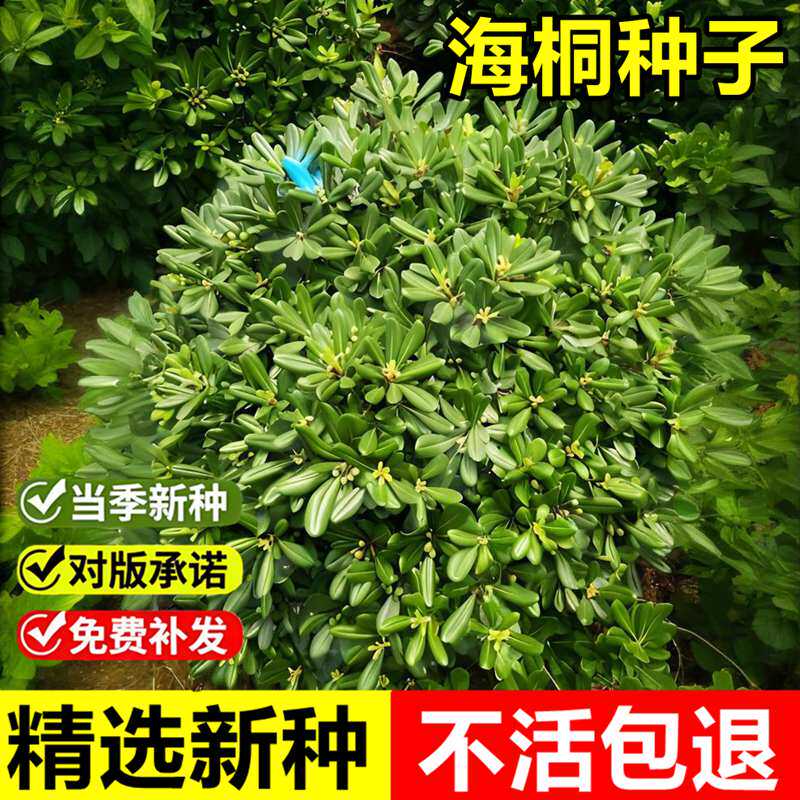 当年新采海桐种子山矾室外景观绿化造型多年生常绿灌木小乔木种子