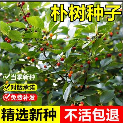 当年新菜朴树种子厚朴树大叶小叶朴树滇朴落叶乔木景观绿化树种籽