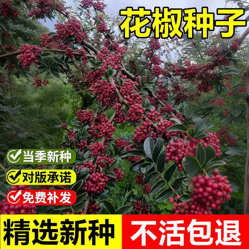 当年新采大花袍花椒种子青花椒种子蜀椒川椒九多年生叶花椒树种子