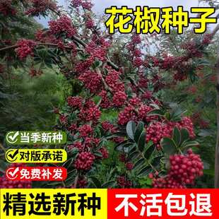 当年新采大花袍花椒种子青花椒种子蜀椒川椒九多年生叶花椒树种子