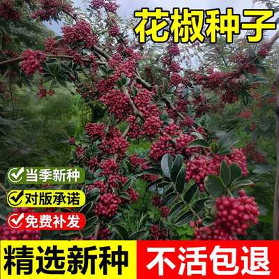 当年新采大花袍花椒种子青花椒种子蜀椒川椒九多年生叶花椒树种子