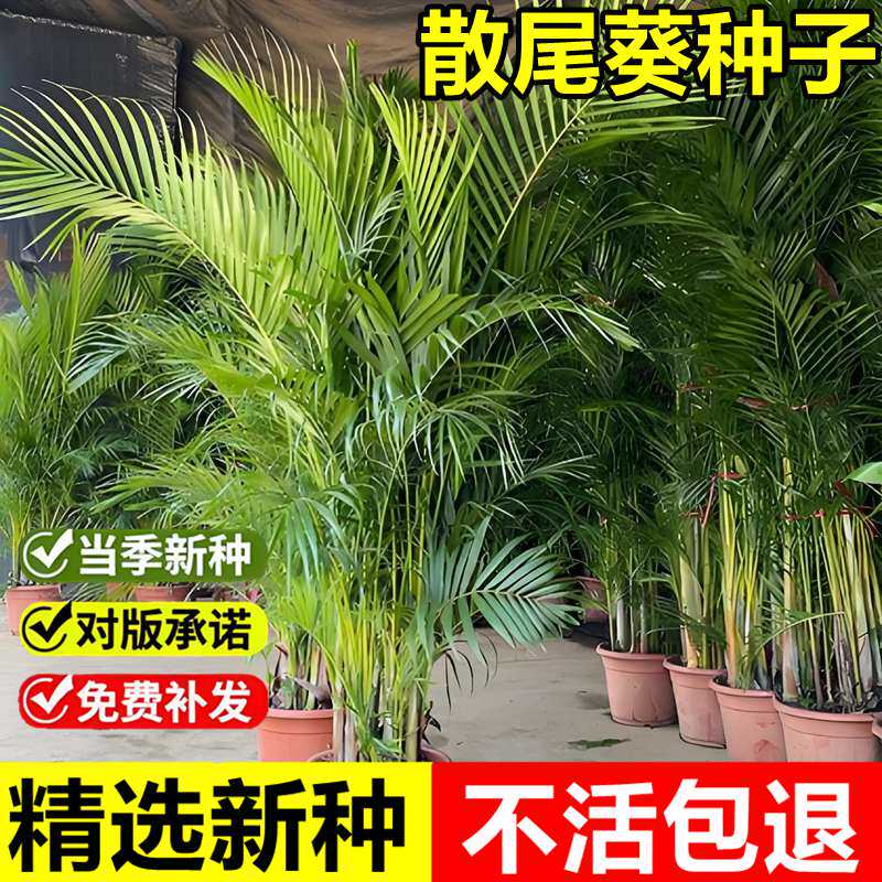 当年新采散尾葵种子黄椰子凤尾葵紫葵喜温暖丛生灌木小乔木树种籽