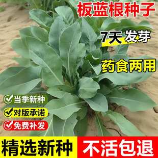 当年新采板蓝根种子青菜乌斯曼种子籽种春秋种植清热解毒植物种孑