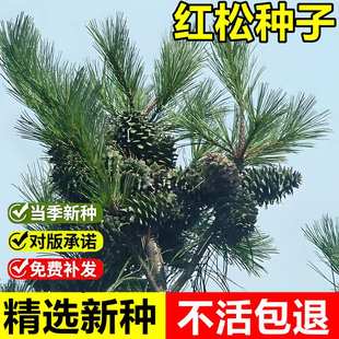 当年新采红松种子海松果松韩松红果松室外景观造林常绿乔木树种籽