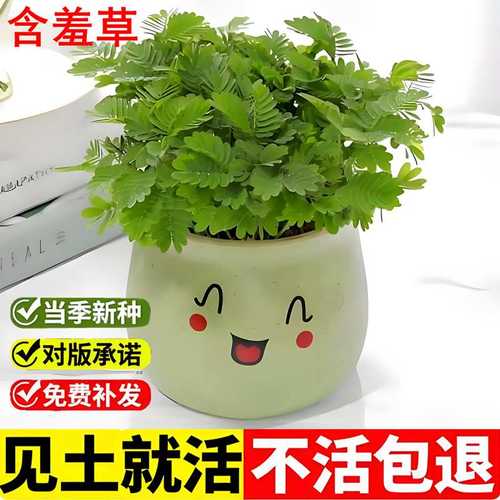 含羞草种子害羞草感应草室外田园花园室内阳台盆栽趣闻植物种籽孖