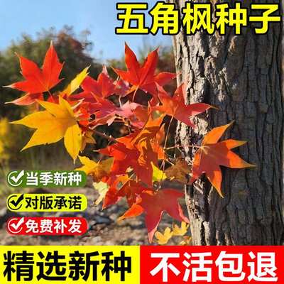 当年新采五角枫种子五角槭树种籽青枫红枫鸡爪槭景观绿化落叶乔木