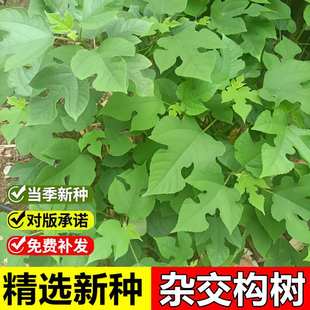 杂交构树种子籽构桃树构乳树楮树种子沙纸树杨梅四季庭院构树种子