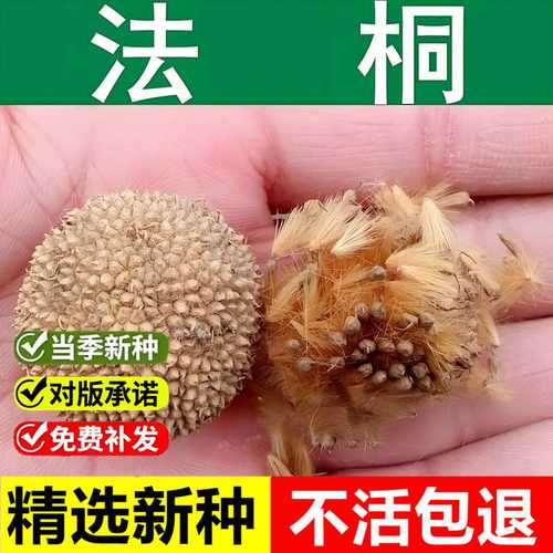 当年新采法桐树种子三球悬铃木祛汗树净土树城市公园绿化乔木树种