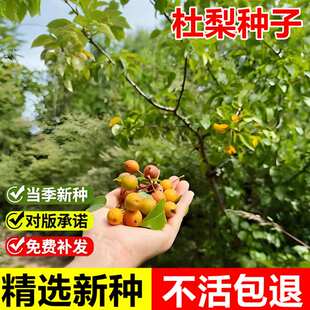 当年新采杜梨种子棠梨土梨海棠梨嫁接梨树砧木耐寒落叶乔木树种籽