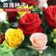 玫瑰花种子室外景观花园美化室内庭院阳台盆栽四季 易种植花卉种籽
