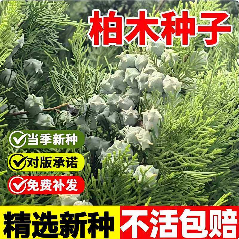 当年新采柏木种子香扁柏垂丝柏柏木树种籽耐干旱耐瘠薄乔木树种籽