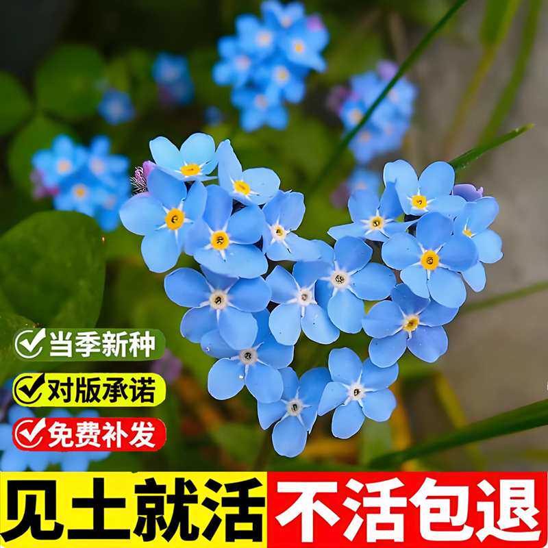 勿忘草种子多年生草本植物室外庭院点缀阳台盆栽四季易种花卉种籽