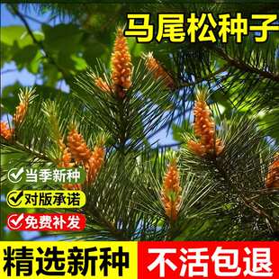 当年新采马尾松种子枞松山松青松荒山造林松树四季常绿乔木树种籽