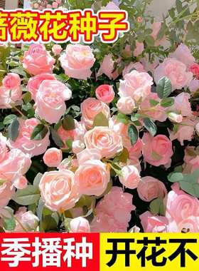 蔷薇花种子四季耐寒月季蔷薇花种籽易活室内室外阳台盆栽花卉种孑