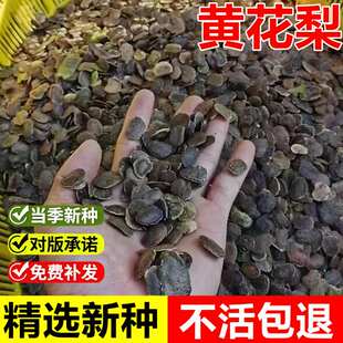 当年新采黄花梨种子正宗海南黄花梨降香黄檀多年生乔木珍稀树种子