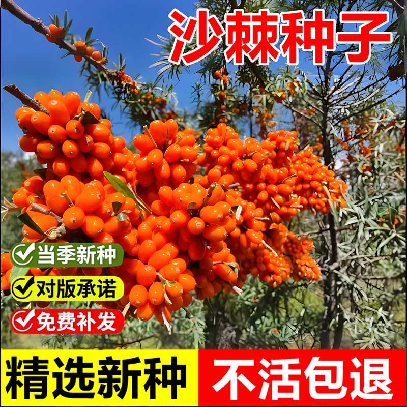 当年新采沙棘种子大小果沙棘树种籽黄酸刺耐寒耐旱耐贫瘠灌木树种