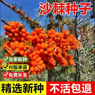 当年新采沙棘种子大小果沙棘树种籽黄酸刺耐寒耐旱耐贫瘠灌木树种