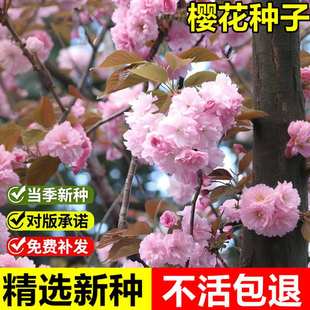 当年新采樱花种子耐寒樱花树种籽室外庭院园林景观绿化观赏花卉