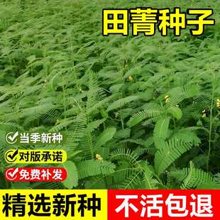 当年新采田菁种子耐旱耐涝碱菁涝豆盐碱土壤改良固氮易种绿肥种籽