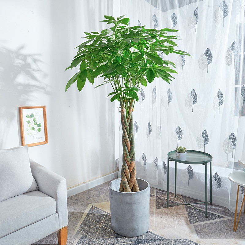 辫子发财树盆栽 大招财树盆景办公室乔迁开张除甲醛客厅室内植物